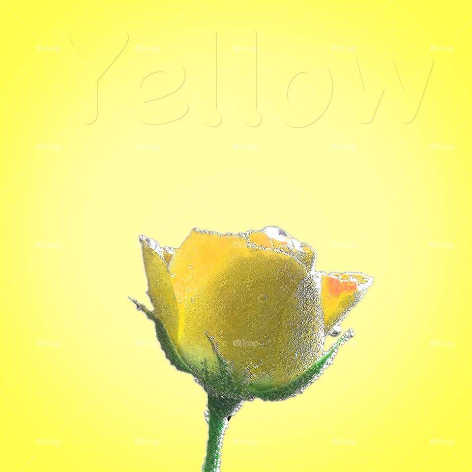 yellow