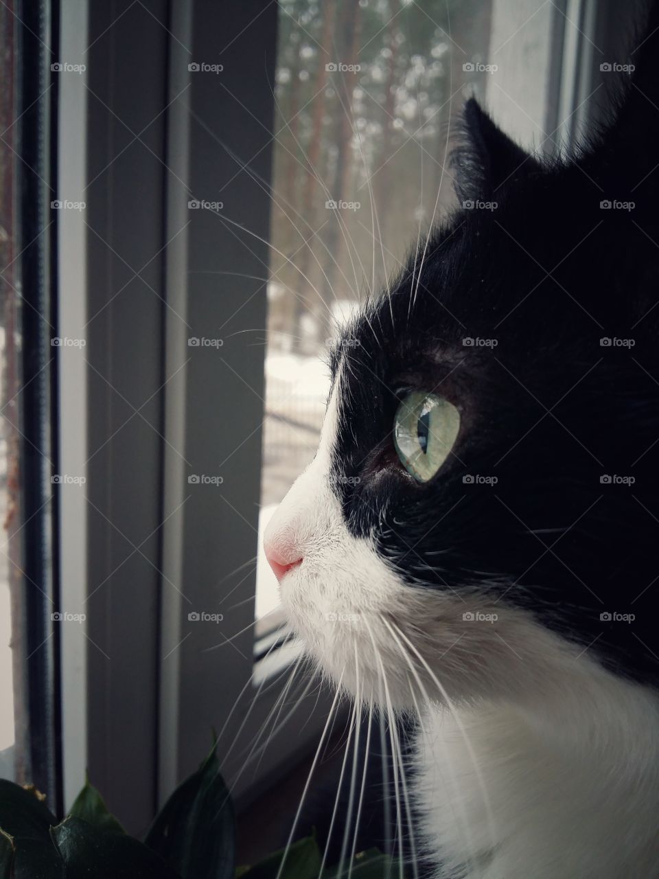 Cat sitting and looking through window