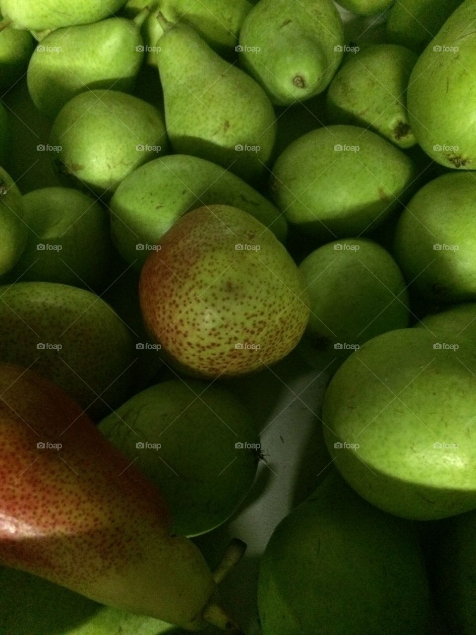 Pear. Fruit