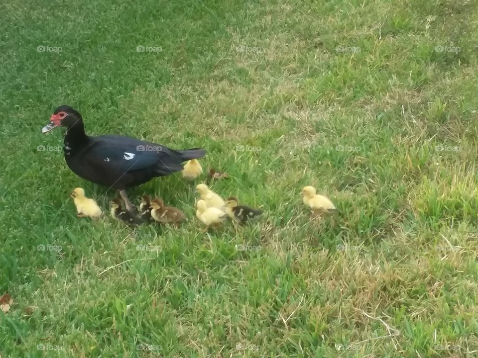 Mommy duck takes her babies out for a walk.