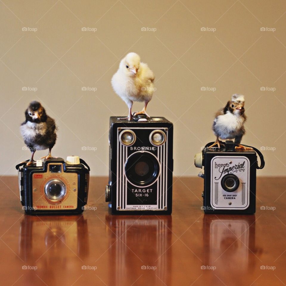 Chicks on Cameras