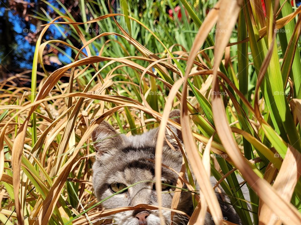Portrait of grey pet cat in green and yellow colored tall grass outside in summer