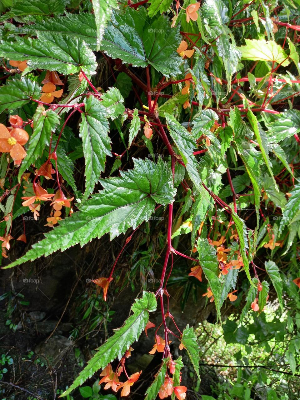 Forest undergrowth - lush flowers