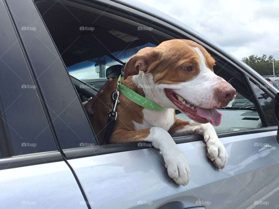 Dog enjoying a car ride 