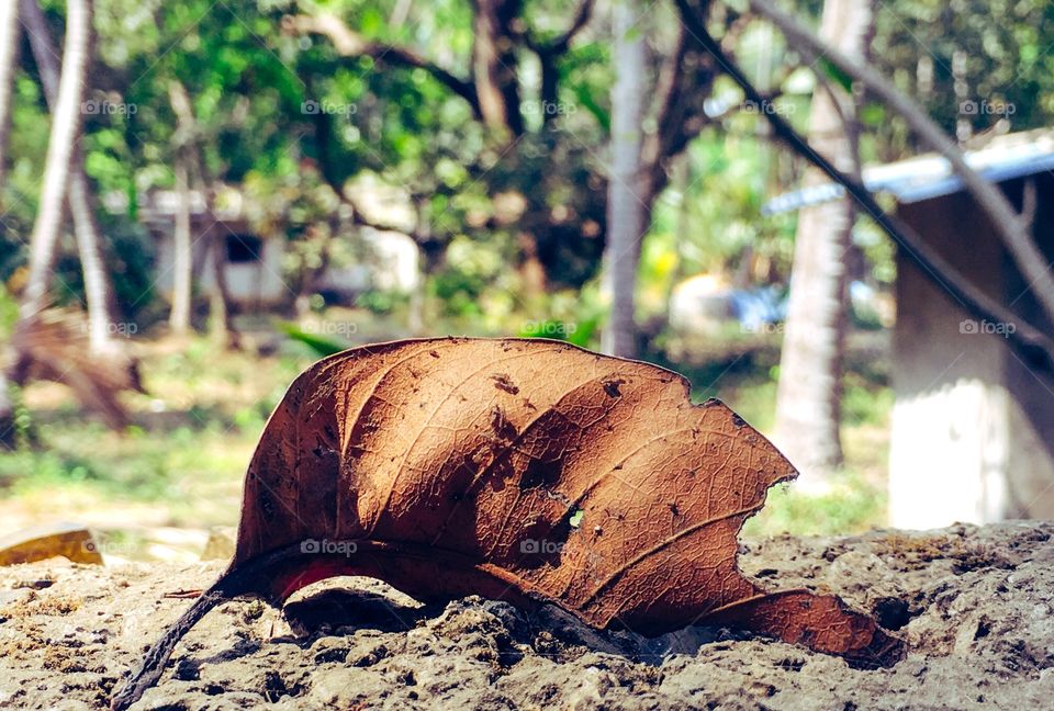 Dried Leaf