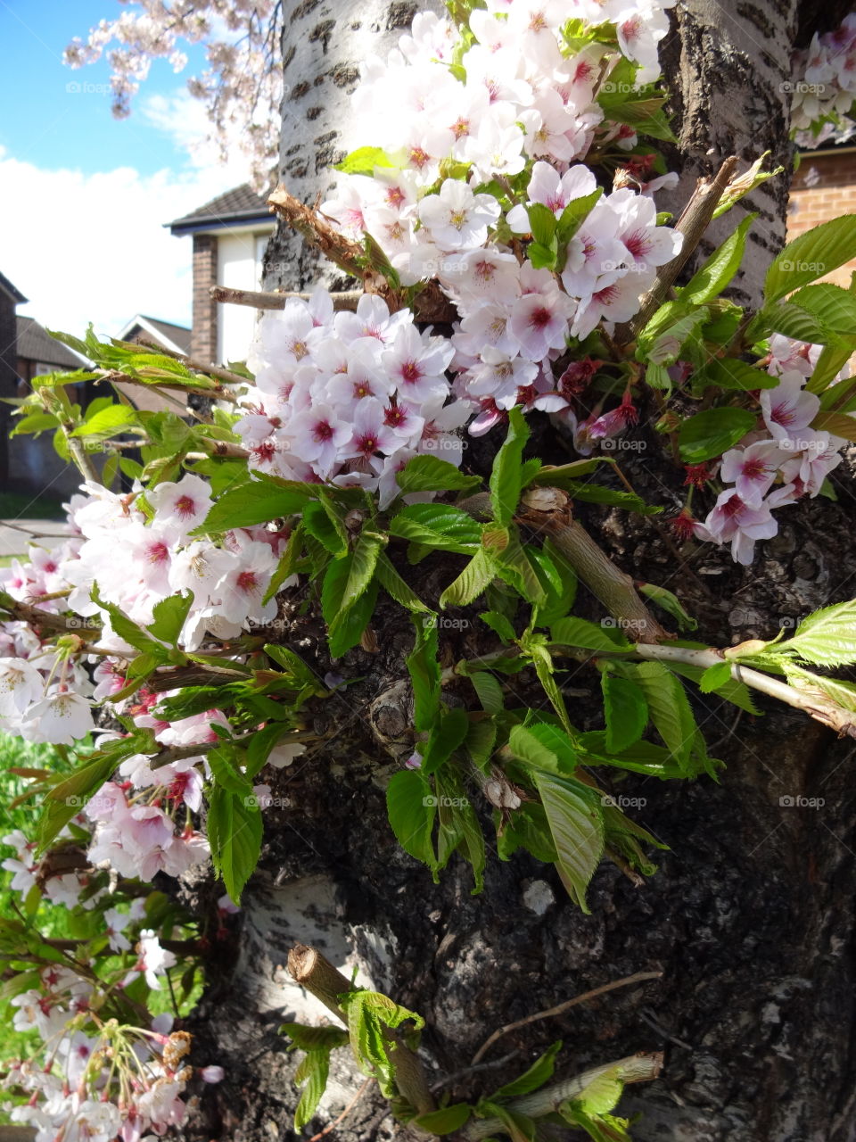 cherry tree. Spring all around