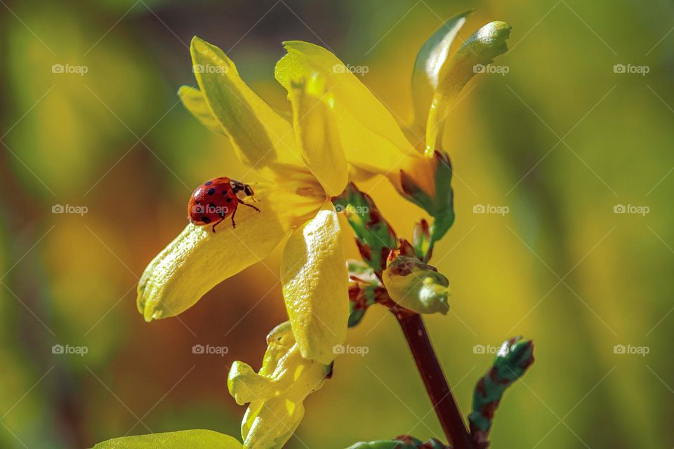 A ladybug at the yellow flower