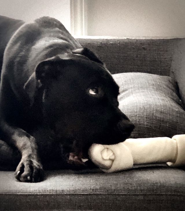 Dog With Bone