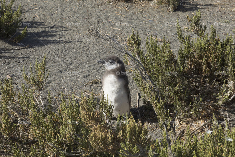 Pinguenera Faro Cabo Virgenes.