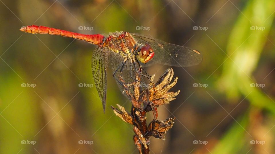DragóFly 
Libélula
