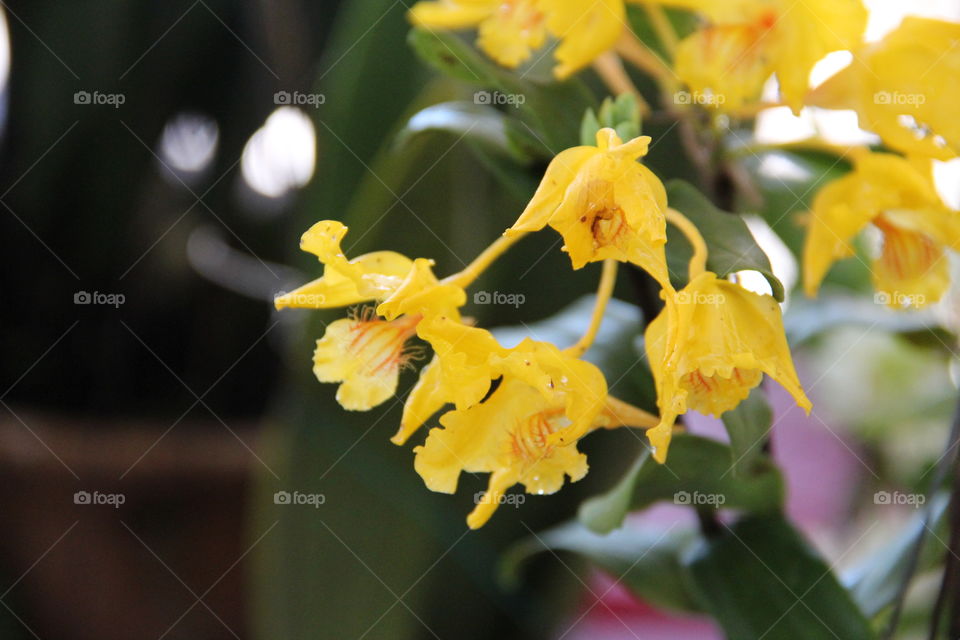 Yellow orchids are love :)