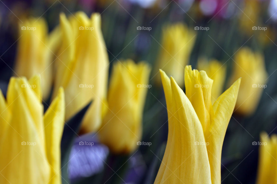 Vibrant yellow peak of a field tulip 