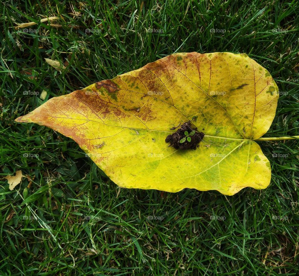 A plant that appeared on an autumn leaf!
What's that doing here?