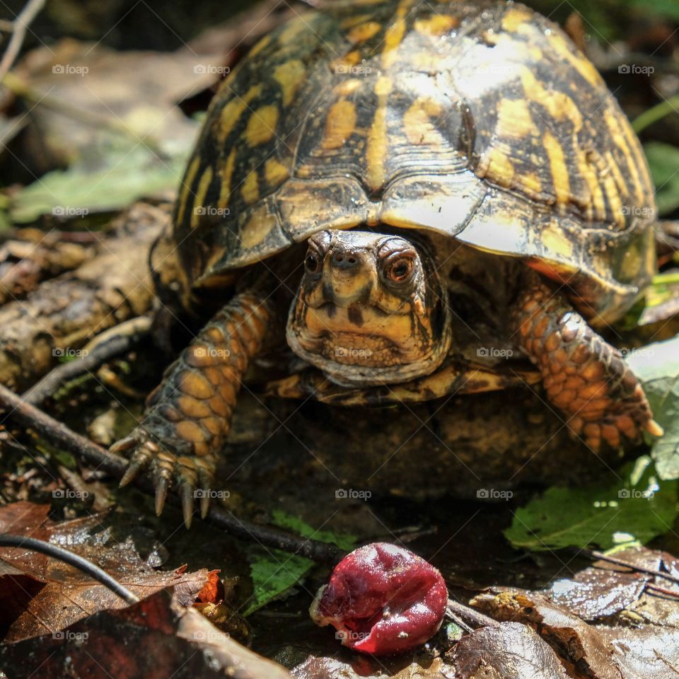 An eastern box turtle, North Carolina’s state reptile, munches a muscadine grape in the forest at Yates Mill County Park in Raleigh. 