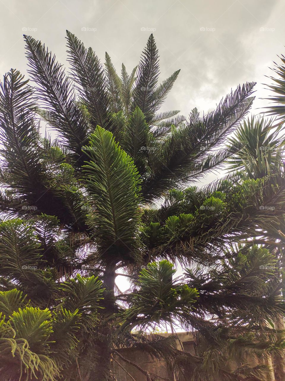 Decorative spruce growing in the backyard