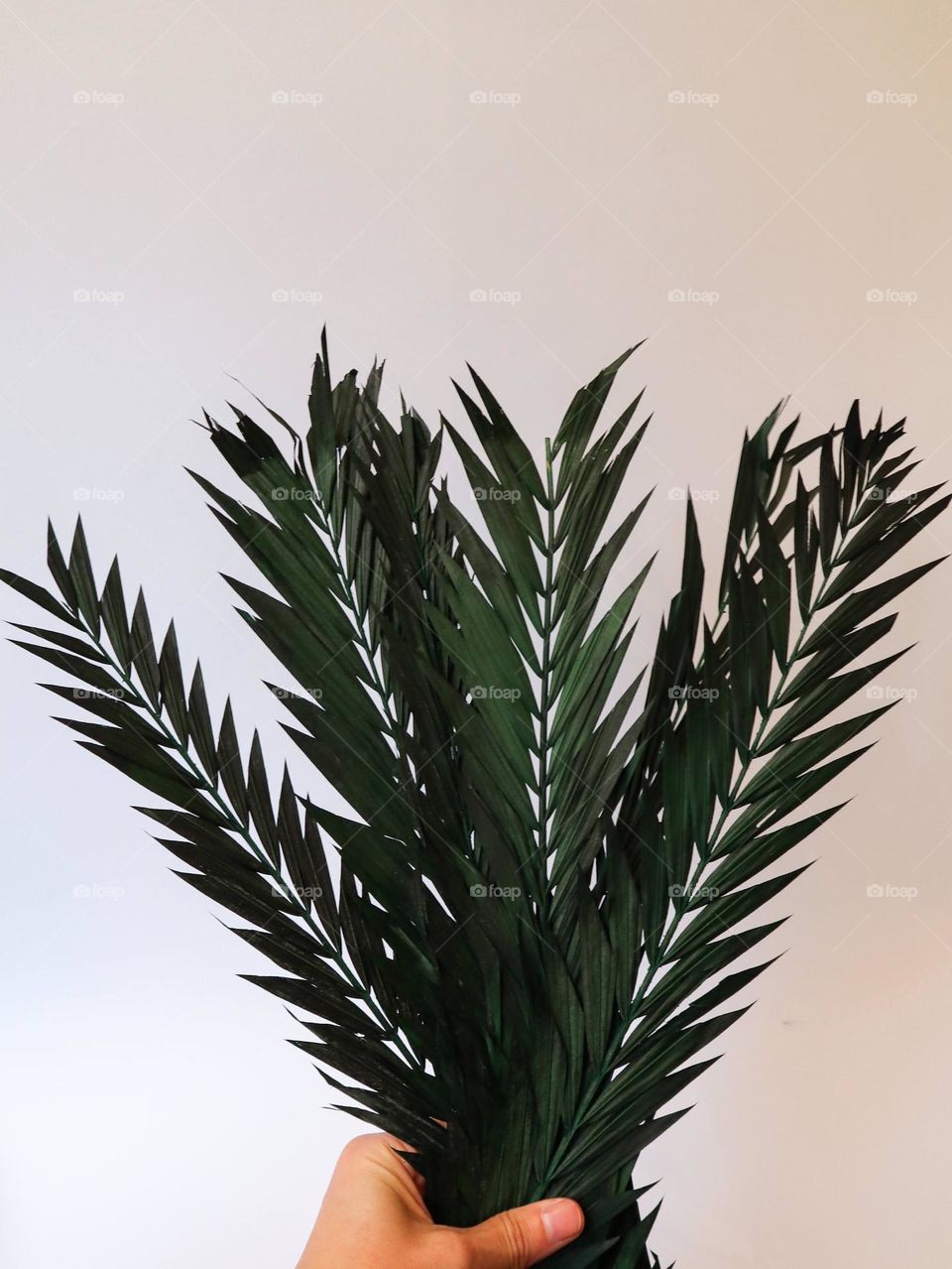 Palm, leaves, white background 