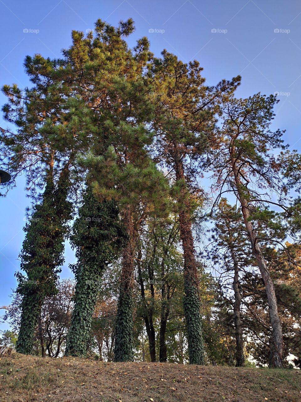 Kovin fortress Serbia trees in afternoon sun
