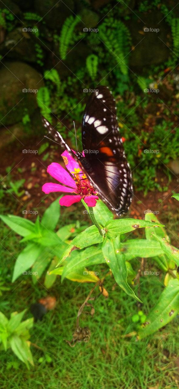 A beautiful butterfly perched on a flower is one of the natural garden decorations