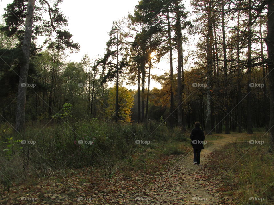 walk in the autumn morning forest. silence and tranquility of nature