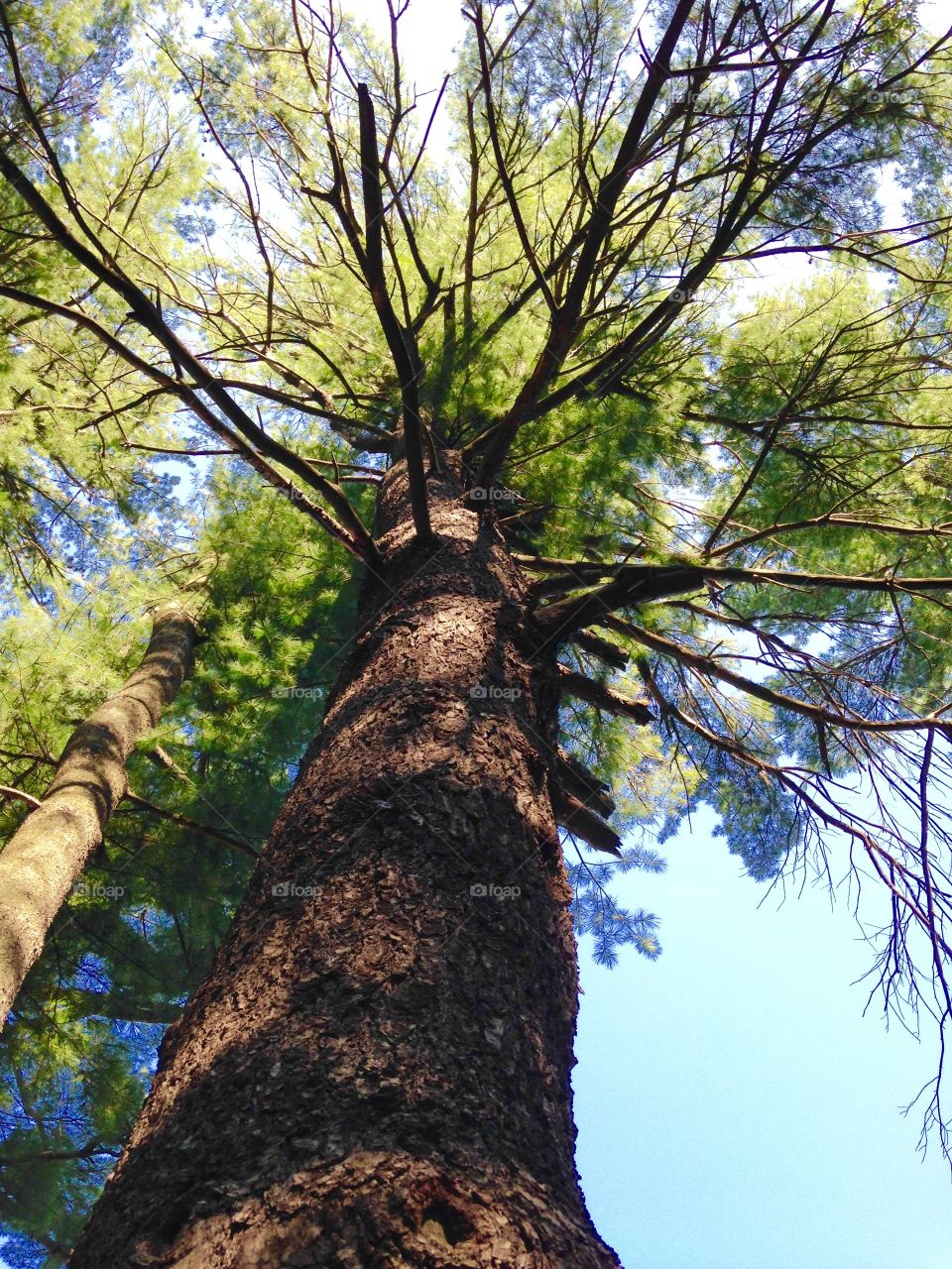 Pine Trees with Blue Sky. Pic shows comparison of young and old pine trees; old w its broken branches & dark bark; young light bark & no damage.