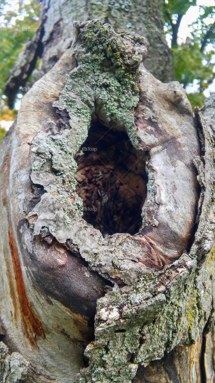 Tree, Nature, Bark, Trunk, Wood