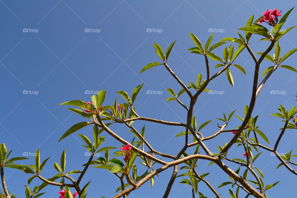 branch and blue sky. pink flowers on branch against blue sky