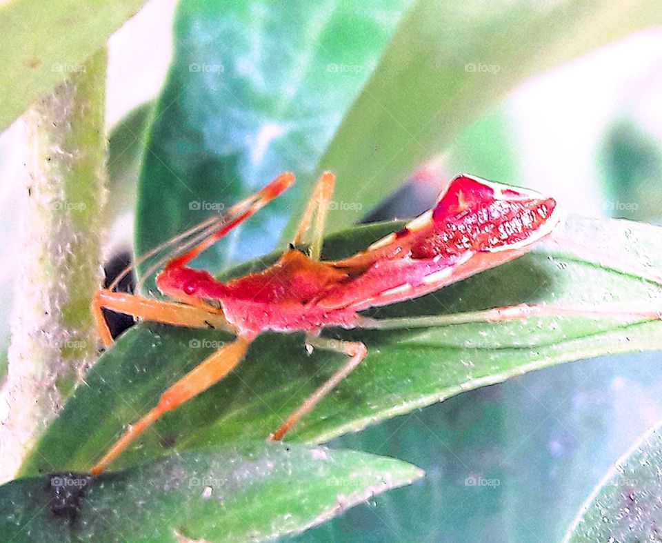 leaf insect