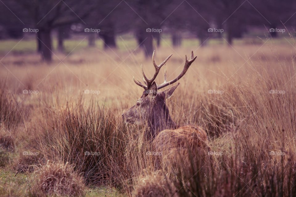 A beautiful deer in the park. Richmond park in London. Sweet animal portrait.