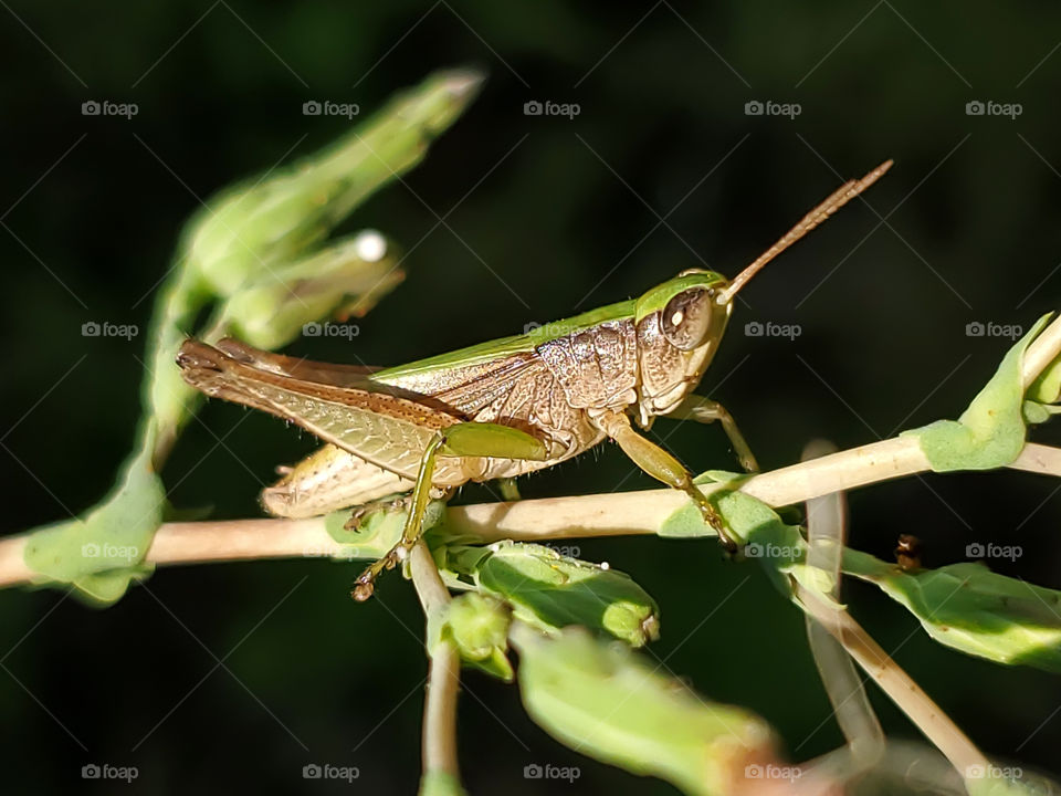Green small grasshopper