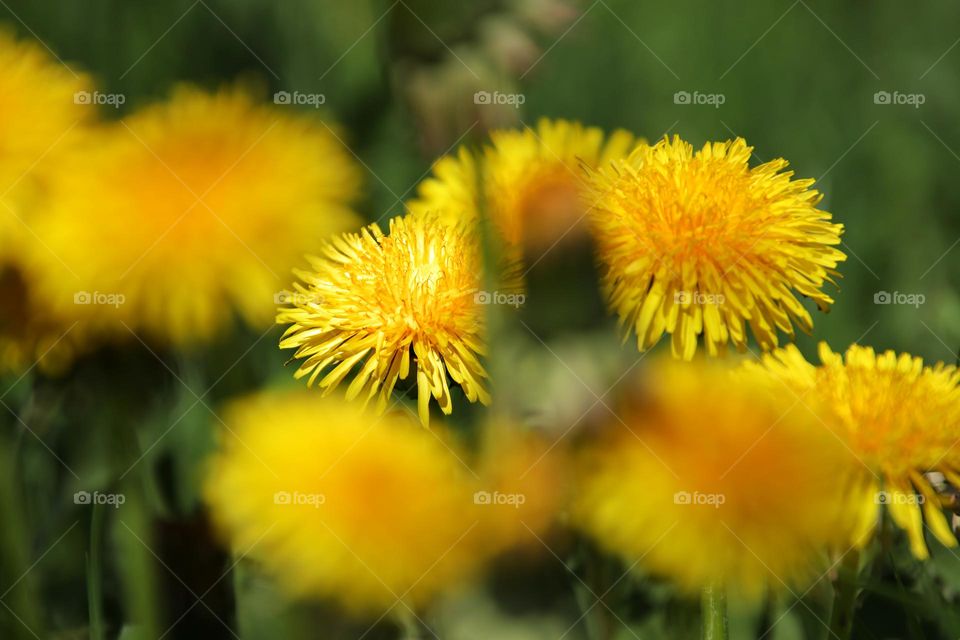 Close-up of yellow dandelion flowers in the meadow
