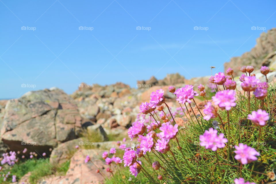 Cute pink flower growing among the cliffs