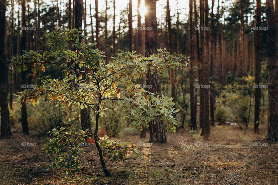 Sunlight in the forest 