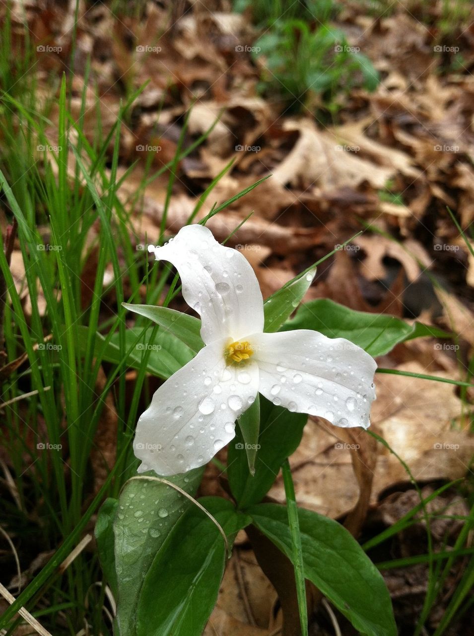 White Trillium flower 