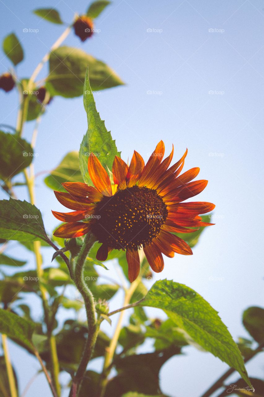 Close-up of sunflower