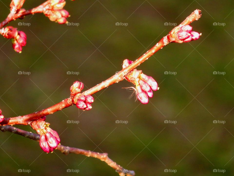 Spring buds