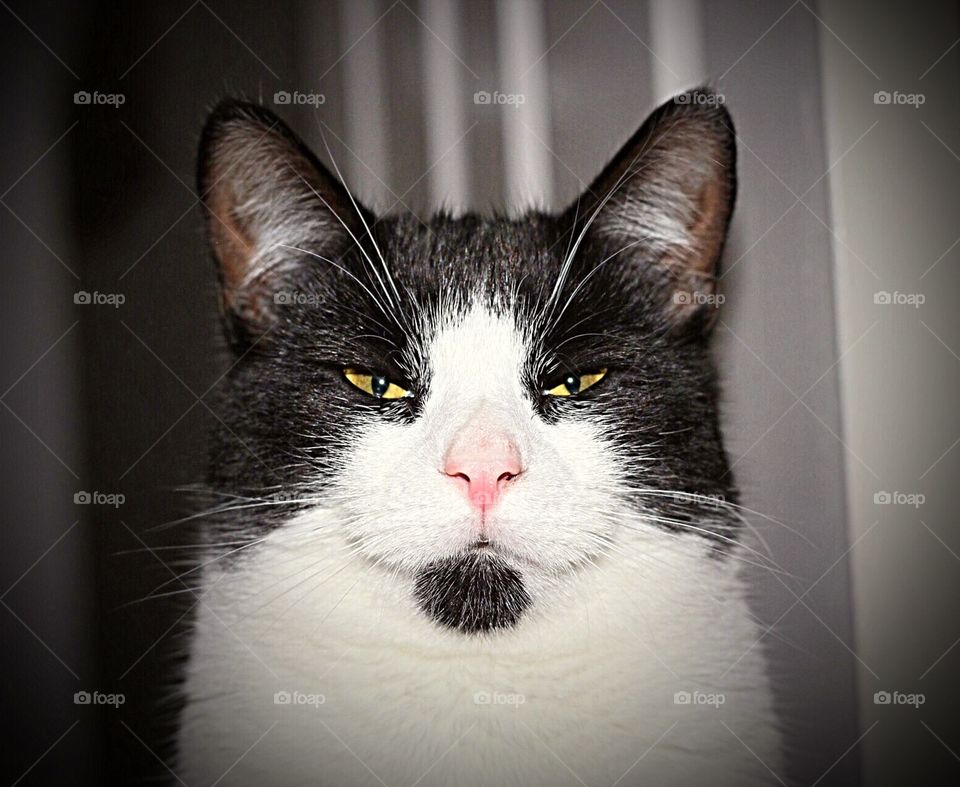 Mean looking cat portrait