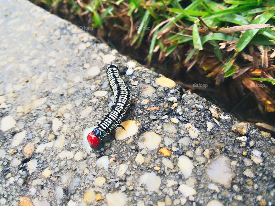 tiny Caterpillar inching his was across the curb