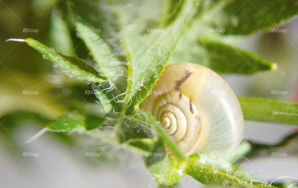 A tiny white snail