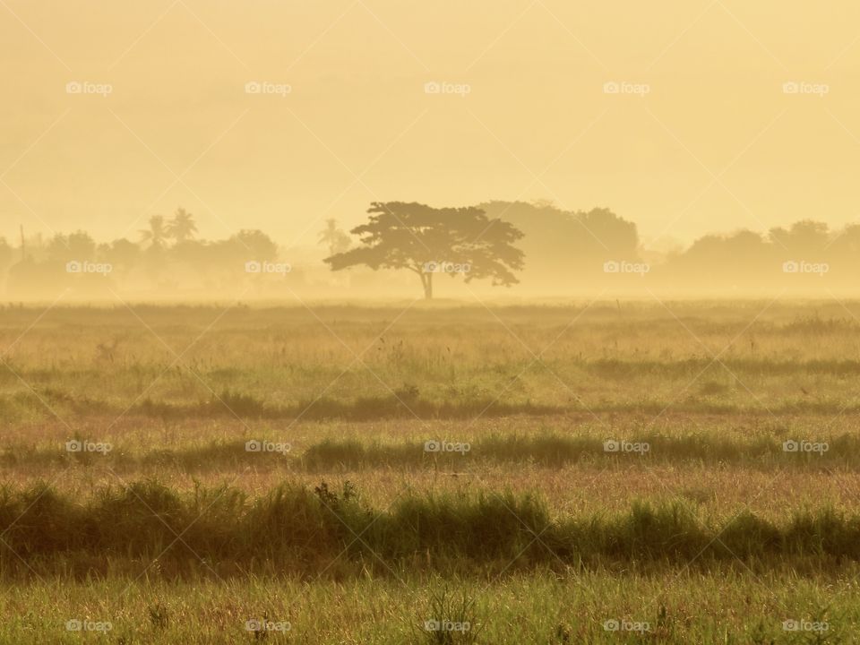 Alone Tree in a Misty and Foggy Fields during Sunrise. The Feeling when you Experienced a foggy Morning in a Low land and Tropical Country is Absolutely Amazing, Especially when the Location just behind your Home.. 