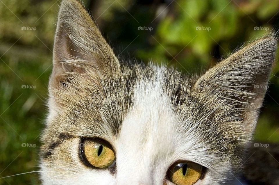 have to have at least one cat photo!