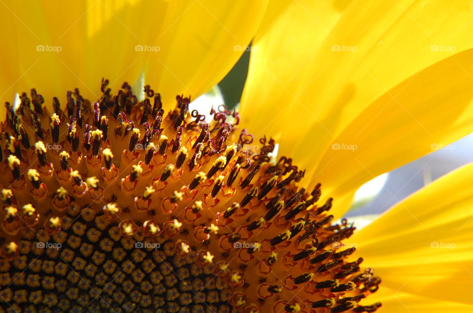 Sunflower macro