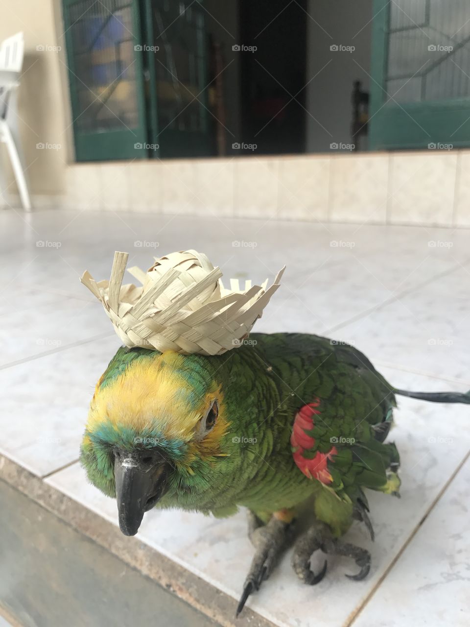 Papagaio festa junina
