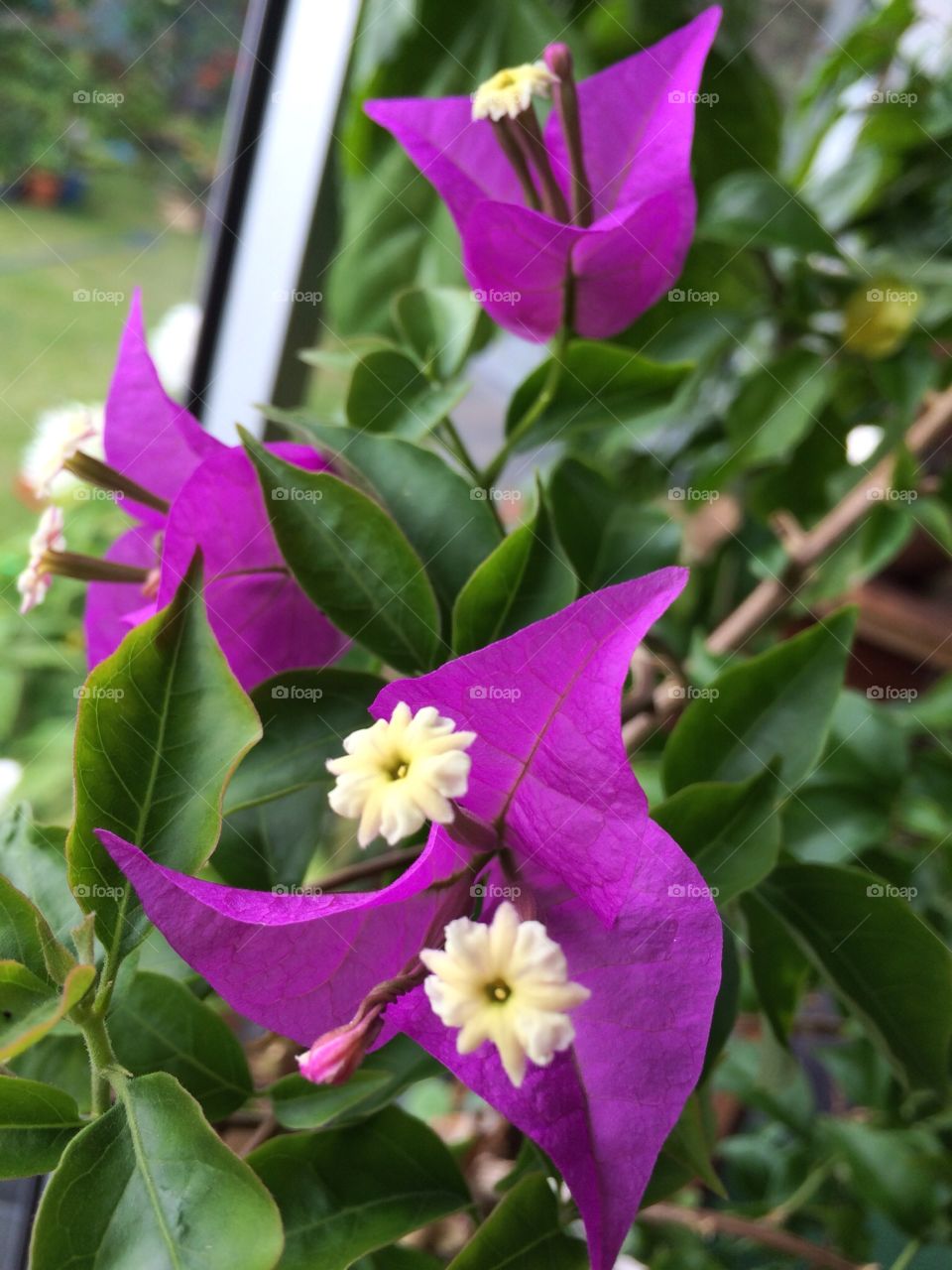 Bouganvillia