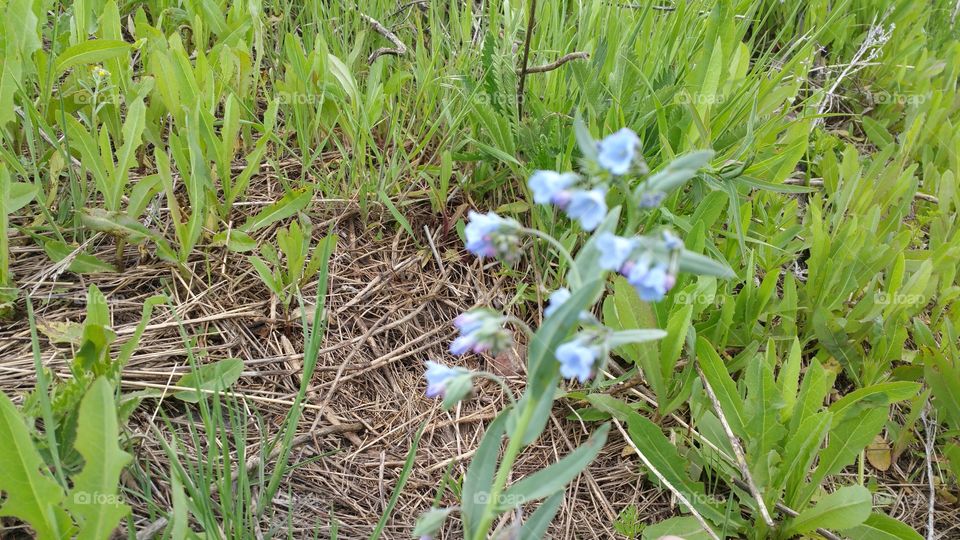 Blue bells in the wild