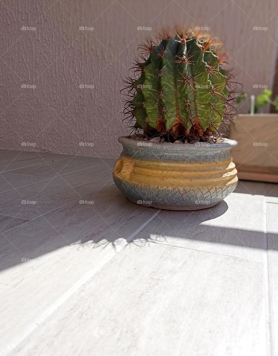 cactus house plant in pot view from the ground