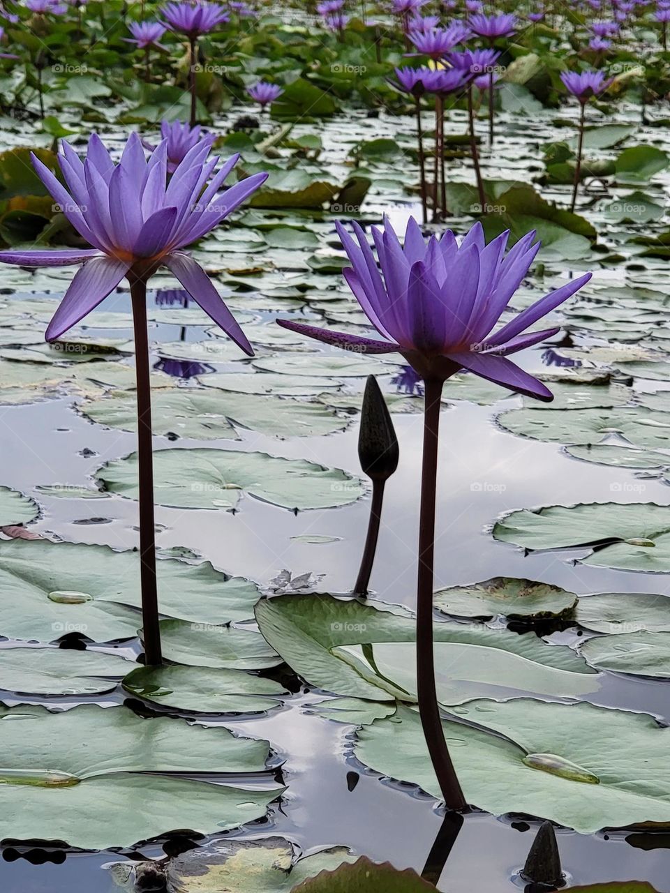 A couple with their immature young.