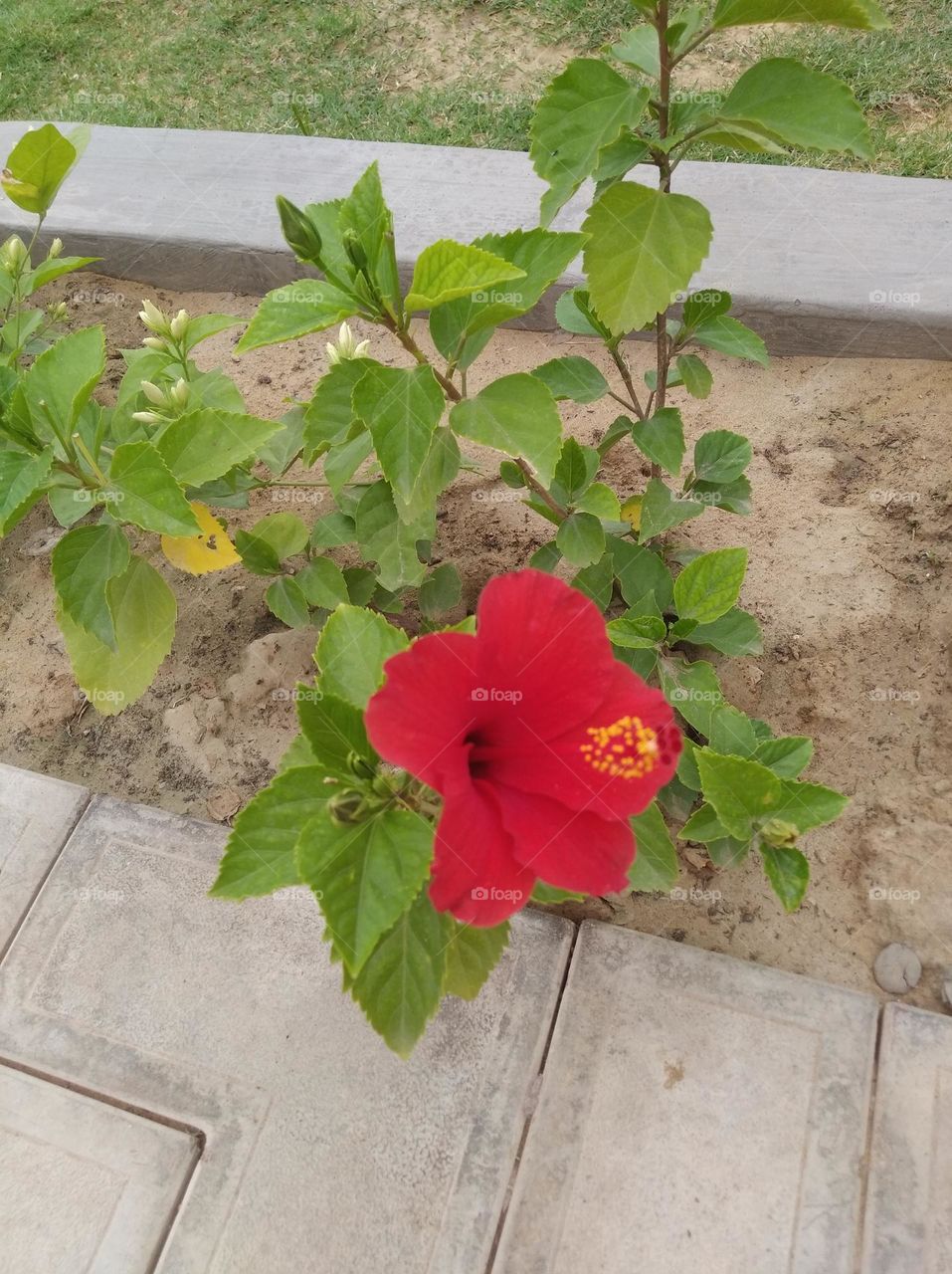petunia red colour flower looks very beautiful generally found everywhere fresh seasonal