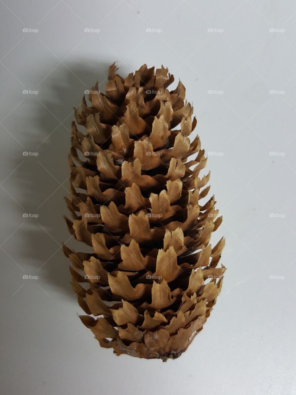 Coniferous Cone