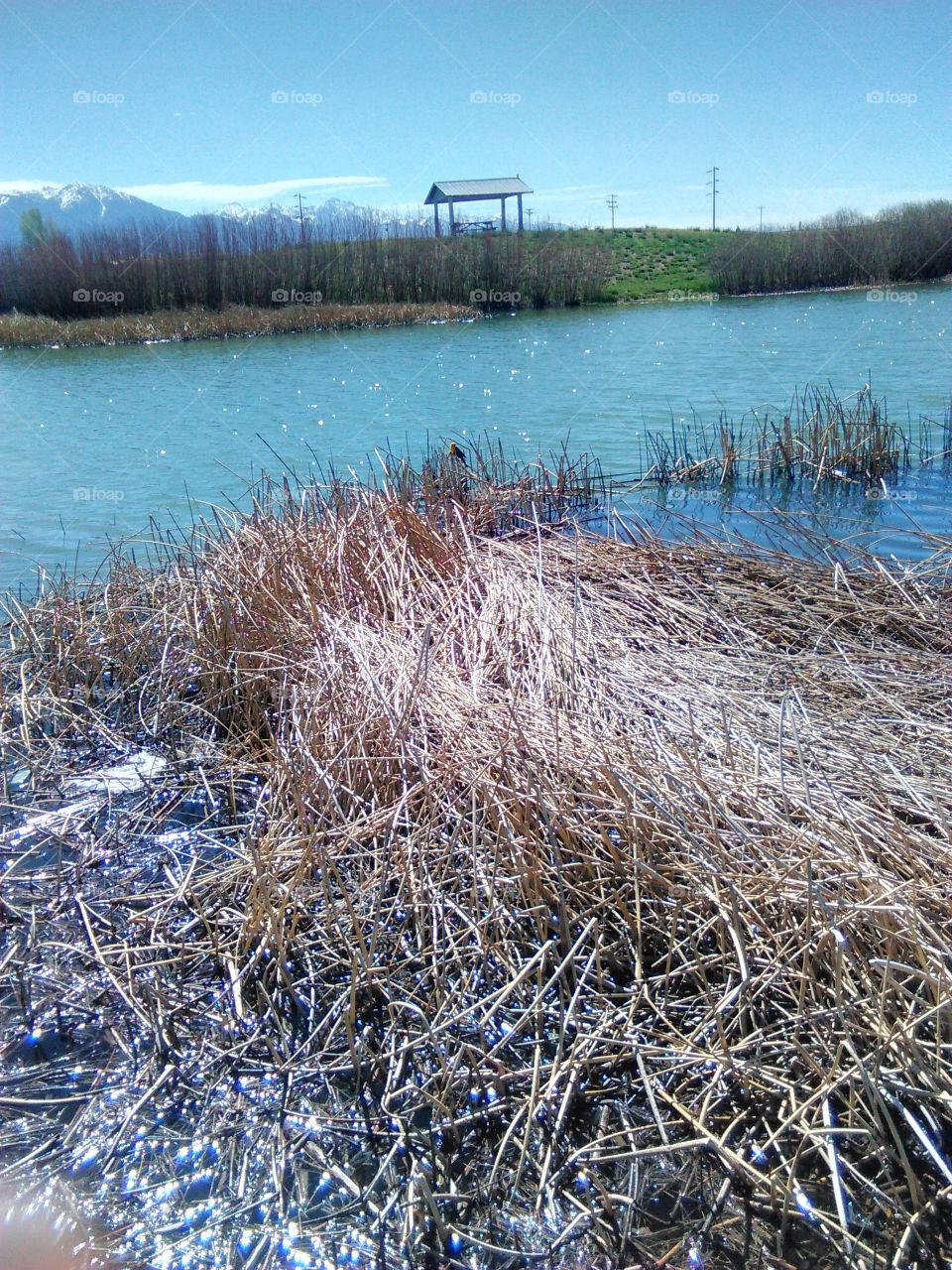 Lake weeds water with bird .