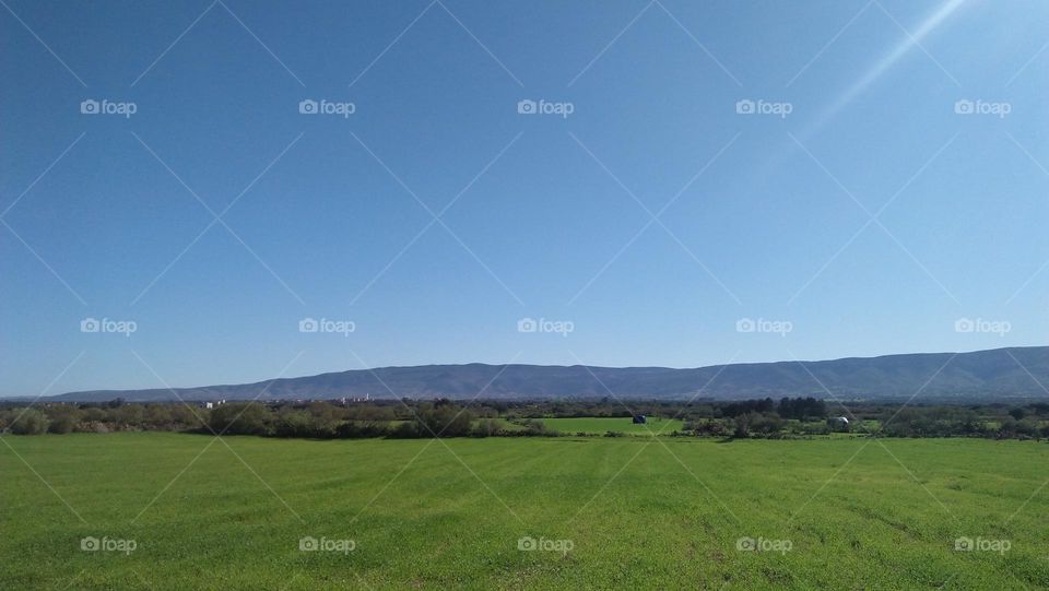 a barley field.